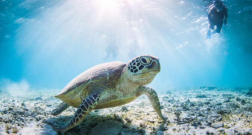 ウミガメシュノーケリング
