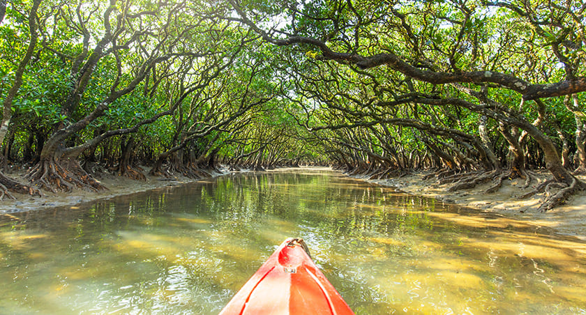 マングローブカヌー